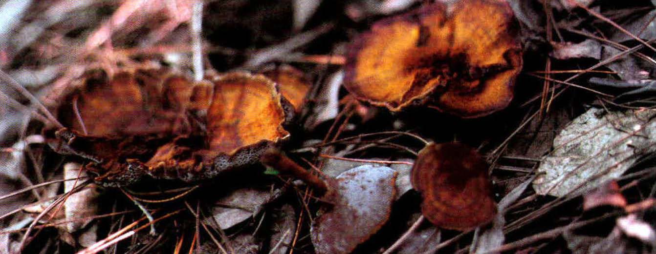 Coltricia cinnamomea (Jacq.:Fr.) Murr.